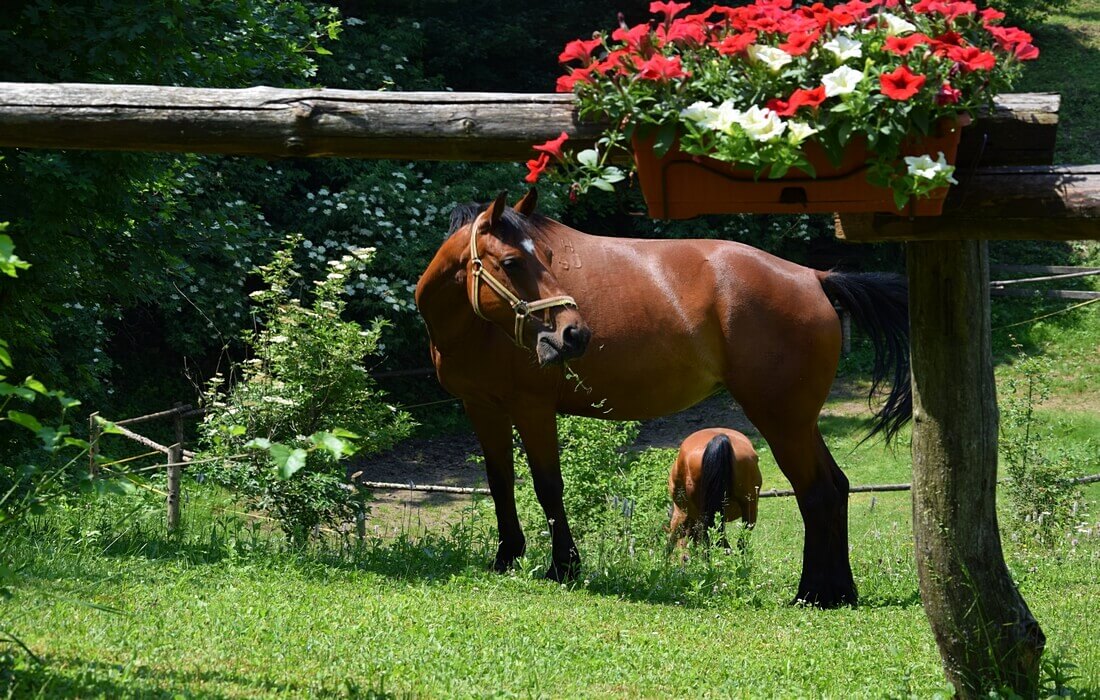 Horses on the Ranch Jelov Klanac, a family-friendly estate near Plitvice Lakes